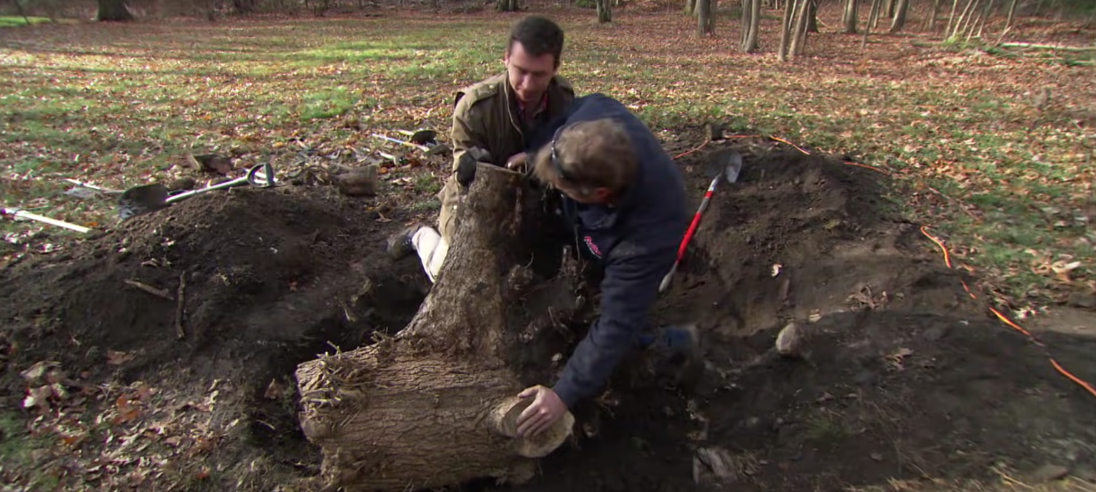 How Much Does Tree Stump Removal Cost? PriceMyGarden