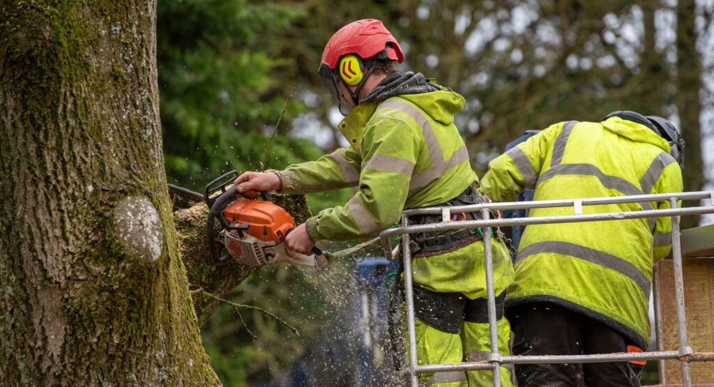 Read more about the article How To Get The Council To Cut Down A Tree