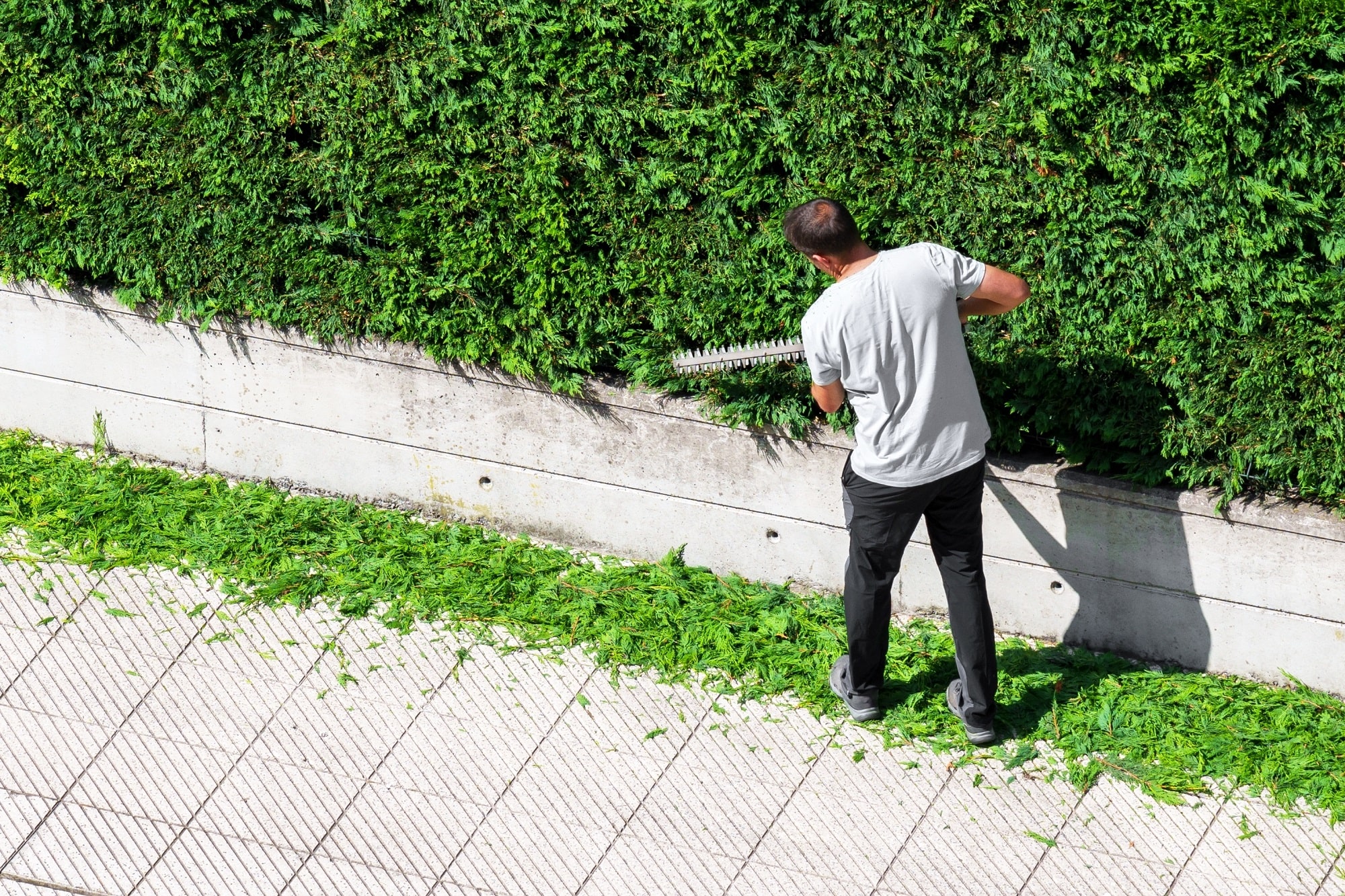 When Should You Cut Your Hedges In UK? PriceMyGarden