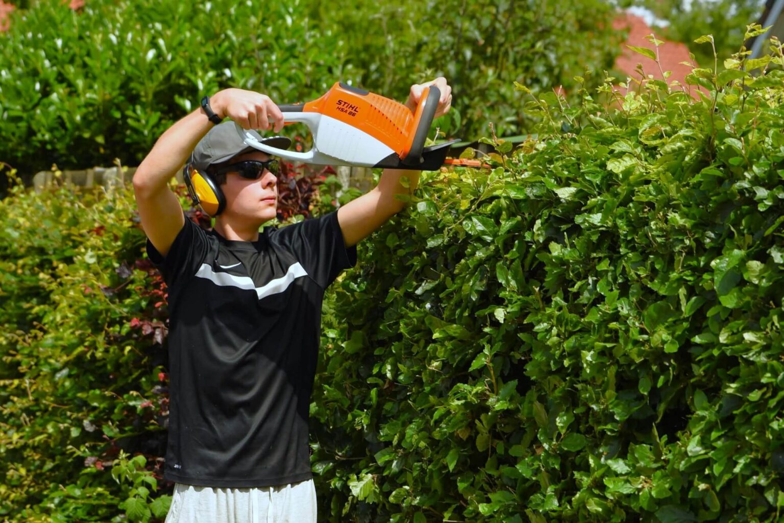 When to Trim Box Hedge Your Comprehensive Guide PriceMyGarden