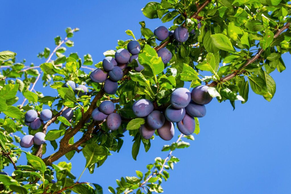 Read more about the article Pruning Plum Trees: An Essential Guide