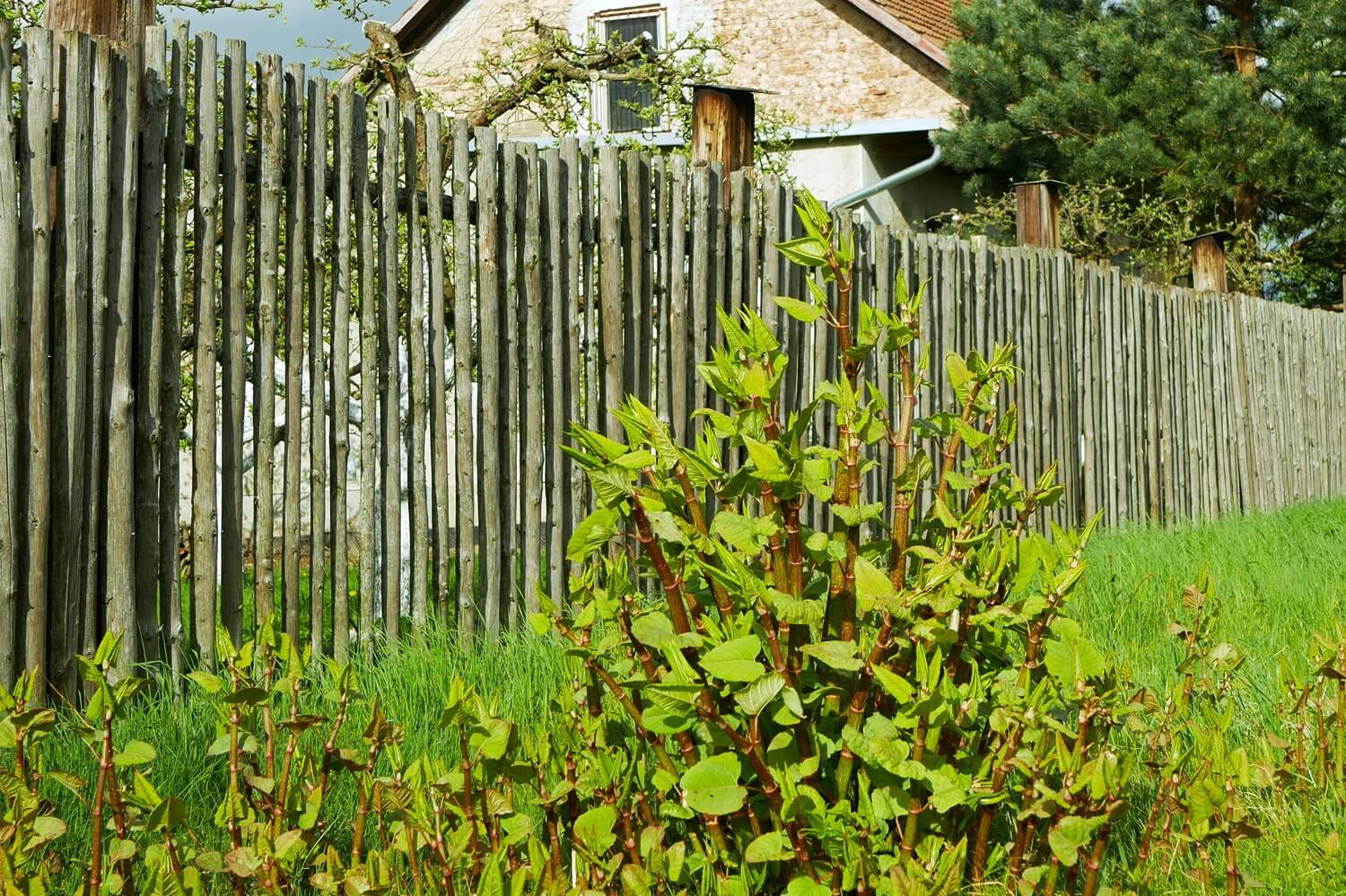 How to Identify Japanese Knotweed: Complete Guide - PriceMyGarden